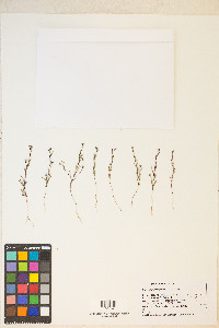 Gayophytum racemosum image