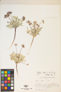 Cymopterus ibapensis image