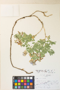 Lathyrus grimesii image