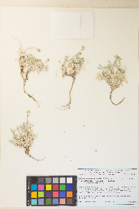 Sphaeromeria potentilloides image