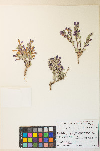 Penstemon thompsoniae image