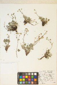 Potentilla hookeriana image