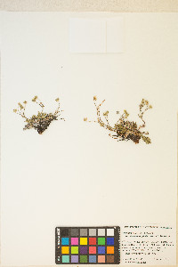 Potentilla ovina var. decurrens image