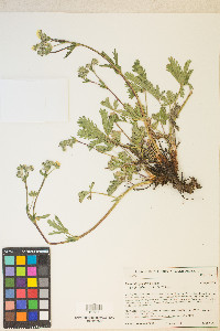 Potentilla gracilis var. fastigiata image