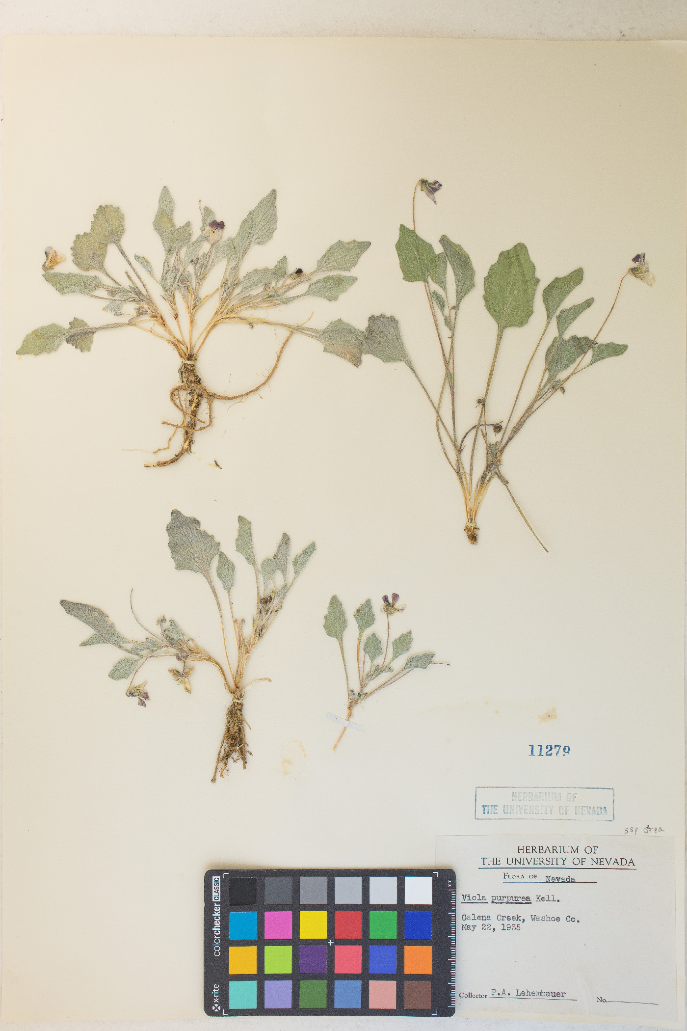 Viola aurea image