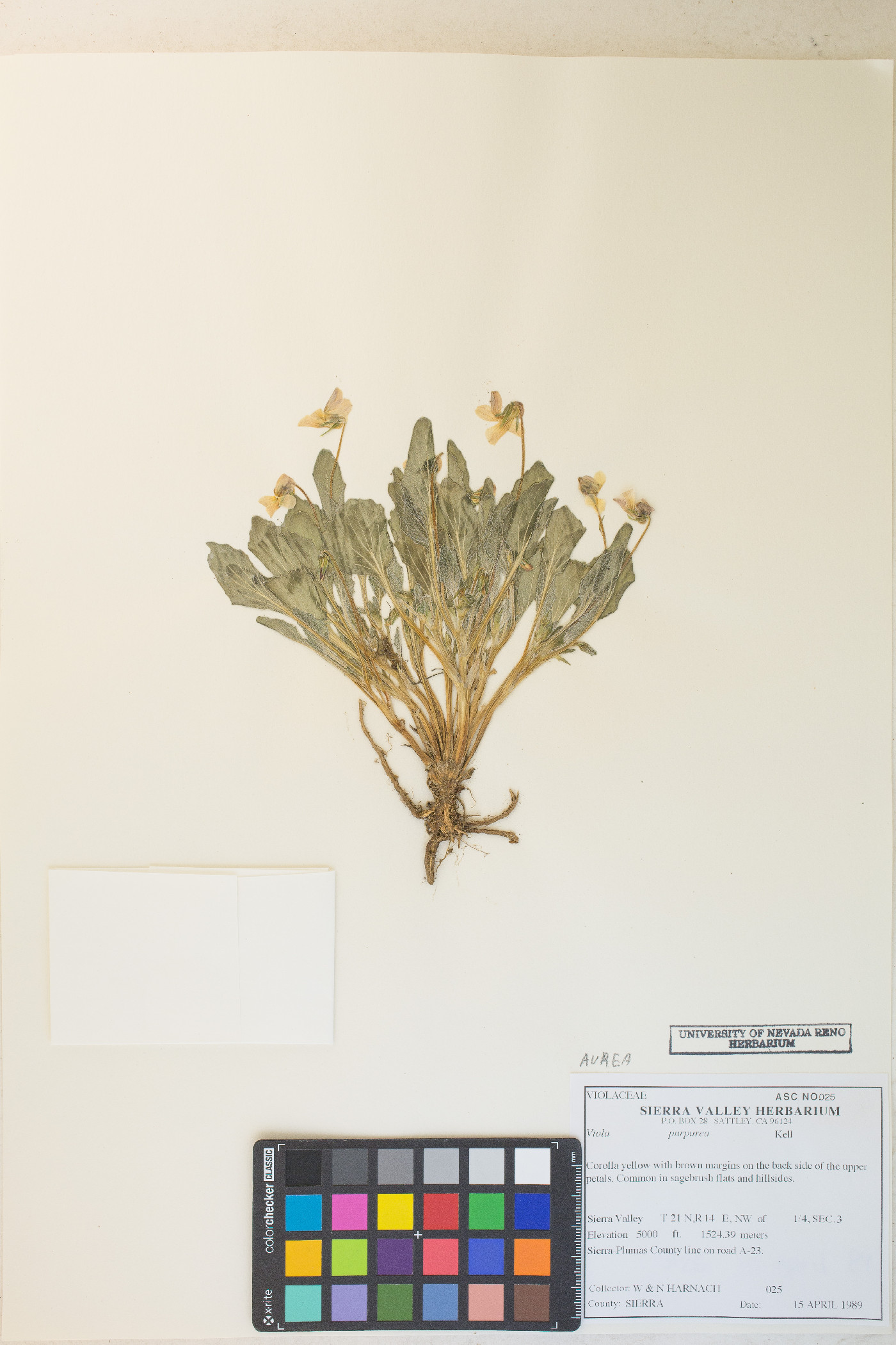 Viola aurea image