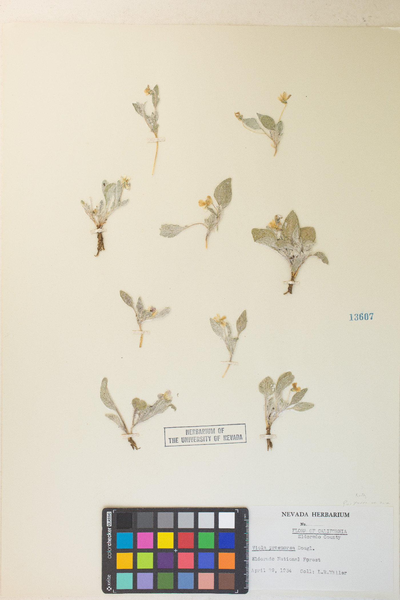 Viola aurea image