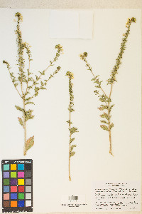 Eremothera boothii var. desertorum image