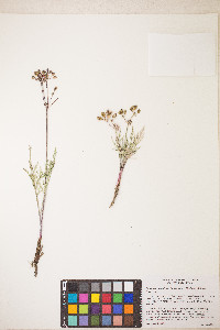 Lomatium nevadense var. nevadense image