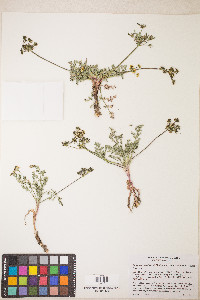 Lomatium austiniae image