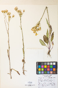 Senecio integerrimus image