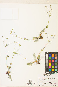 Potentilla breweri image