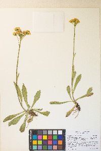 Senecio scorzonella image