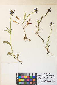 Penstemon procerus var. formosus image