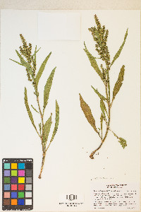 Rumex salicifolius var. mexicanus image