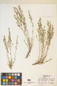 Artemisia arbuscula image