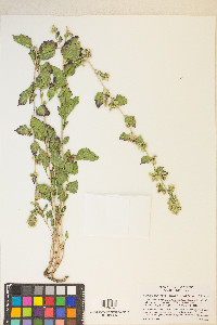 Brickellia californica image