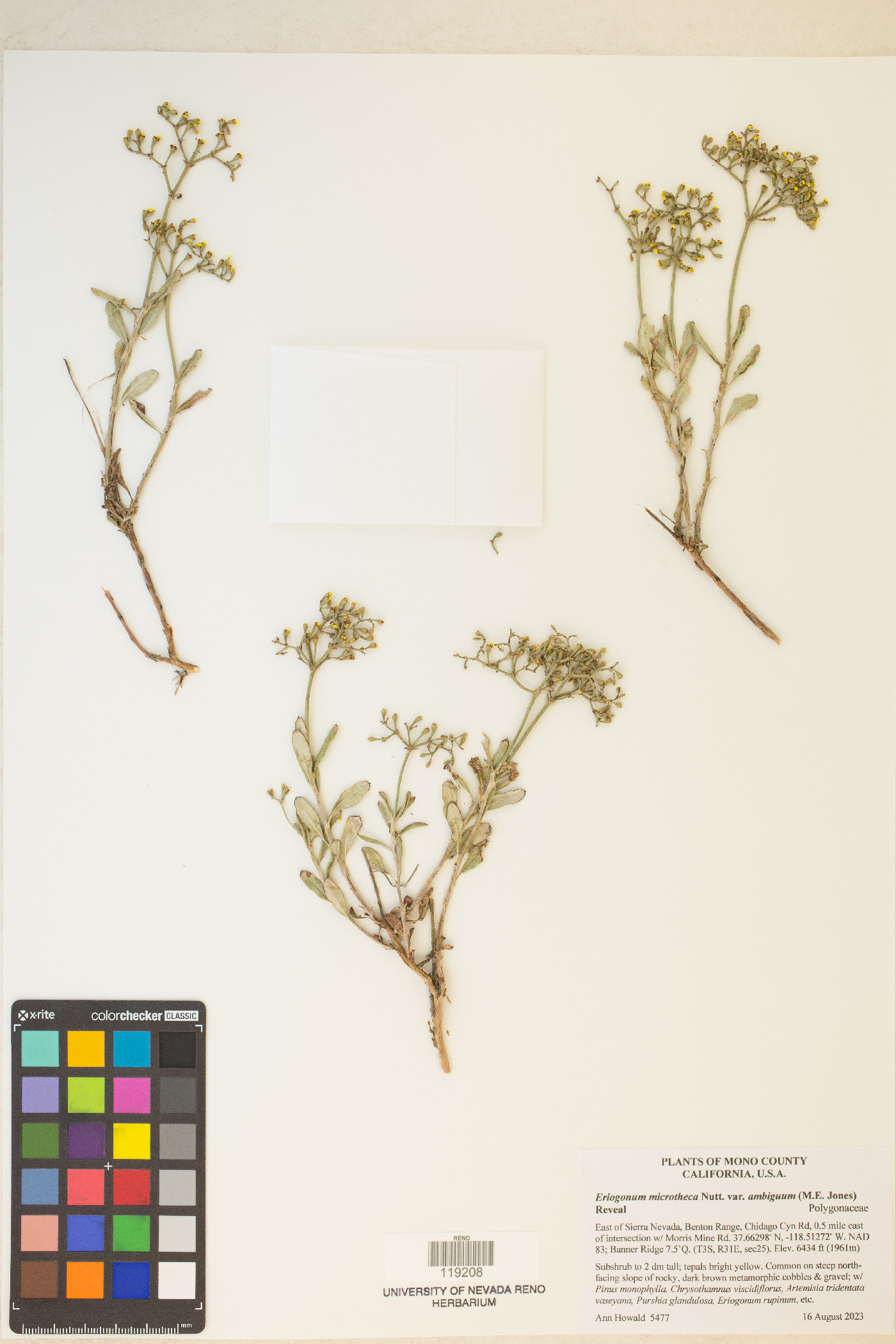 Eriogonum microtheca var. ambiguum image