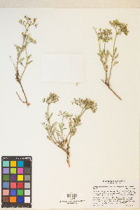 Eriogonum microtheca var. ambiguum image