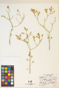 Eriogonum heermannii image