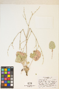 Eriogonum rupinum image