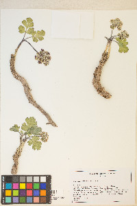 Cymopterus coulteri image