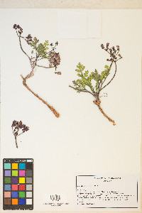 Aulospermum purpureum image