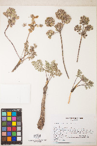 Lomatium fimbriatum image