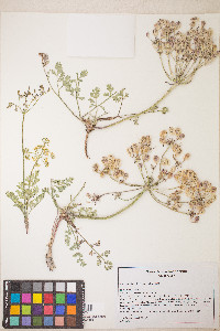 Lomatium donnellii image