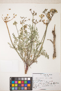 Lomatium nevadense image