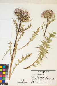 Cirsium scariosum image