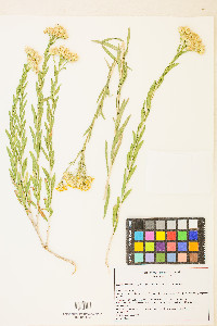 Lorandersonia linifolia image