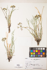 Lomatium junceum image