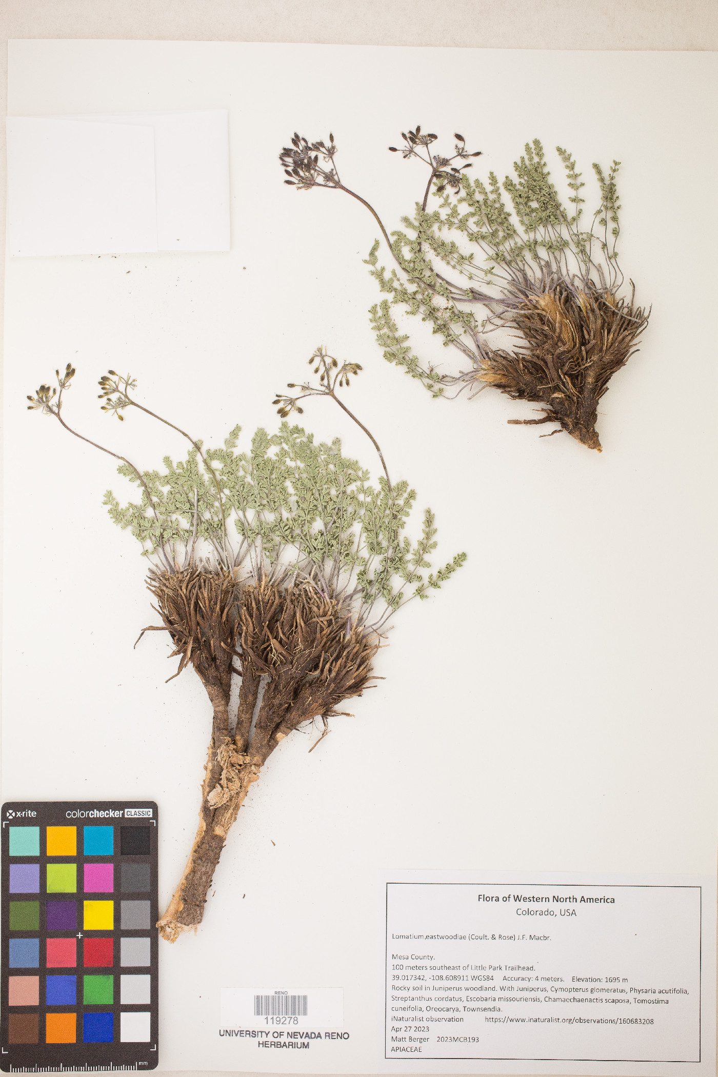 Lomatium eastwoodiae image