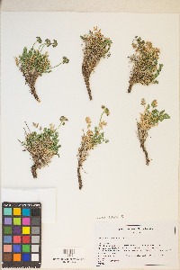 Cymopterus trotteri image