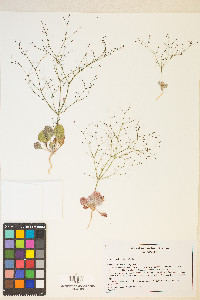 Eriogonum viscidulum image