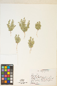 Eriogonum darrovii image