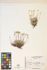 Eriogonum prociduum image