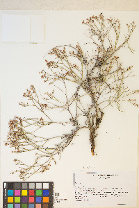 Eriogonum effusum image