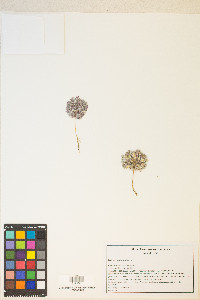 Lupinus uncialis image