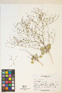 Eriogonum salicornioides image