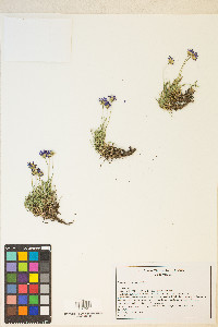 Erigeron elegantulus image