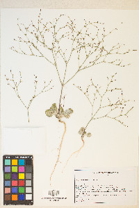 Eriogonum salicornioides image