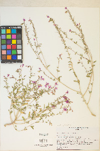 Eremothera boothii image