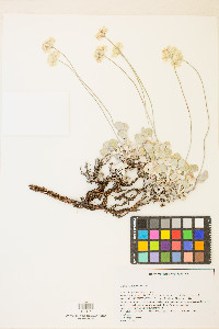 Eriogonum ovalifolium image