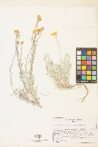 Eriophyllum lanatum image