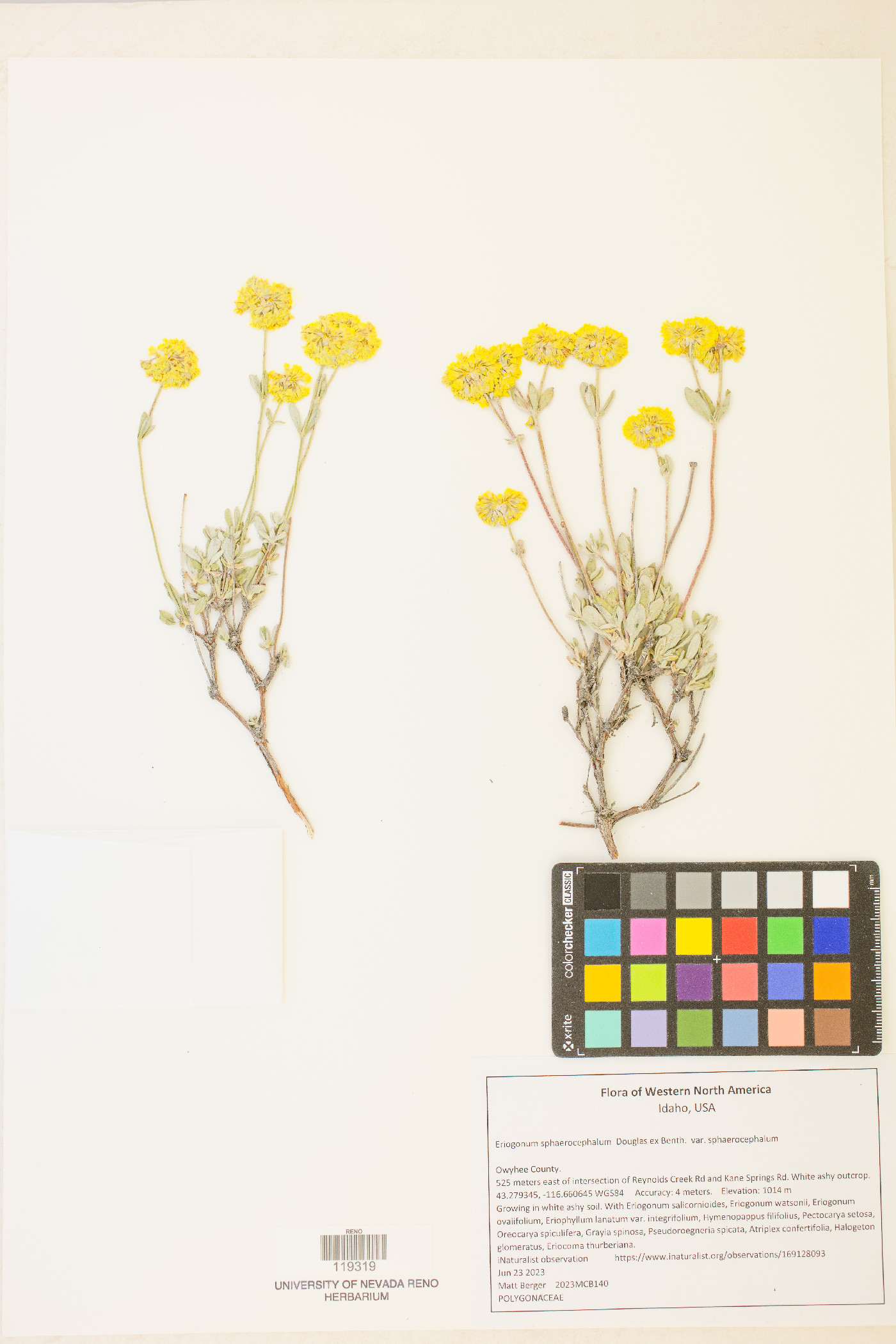 Eriogonum sphaerocephalum var. sphaerocephalum image