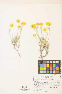 Eriogonum sphaerocephalum var. sphaerocephalum image