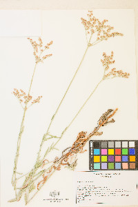 Eriogonum annuum image