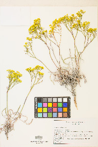 Eriogonum brevicaule var. brevicaule image